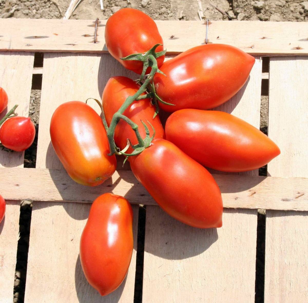 Описание сорта томата Сан-Марцано и советы по выращиванию рассады
