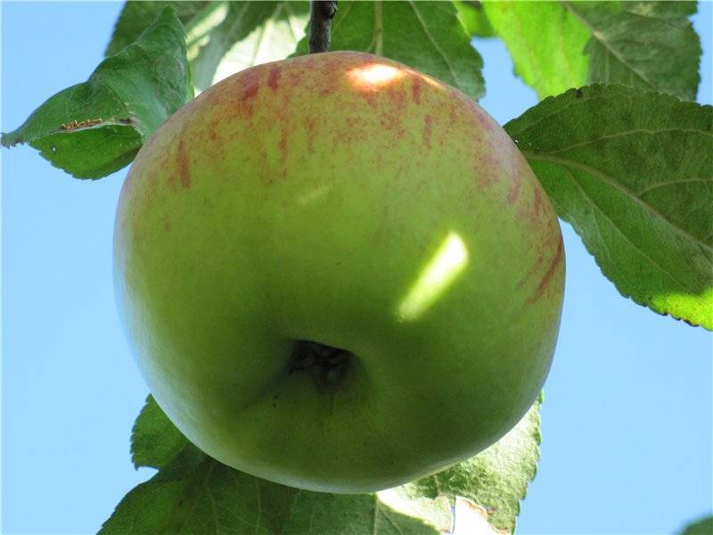 Яблоки чемпион — когда созревает сорт, описание яблони