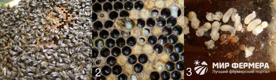 Падевый токсикоз: лечение и профилактика пчел