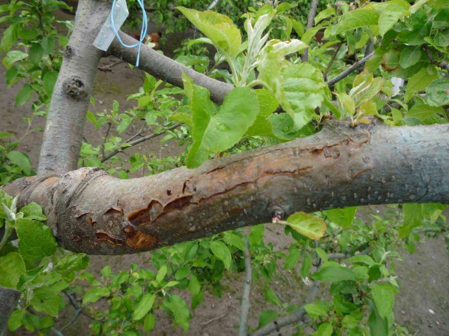 Почему лопается кора на плодовых деревьях - агро журнал "ru поле"