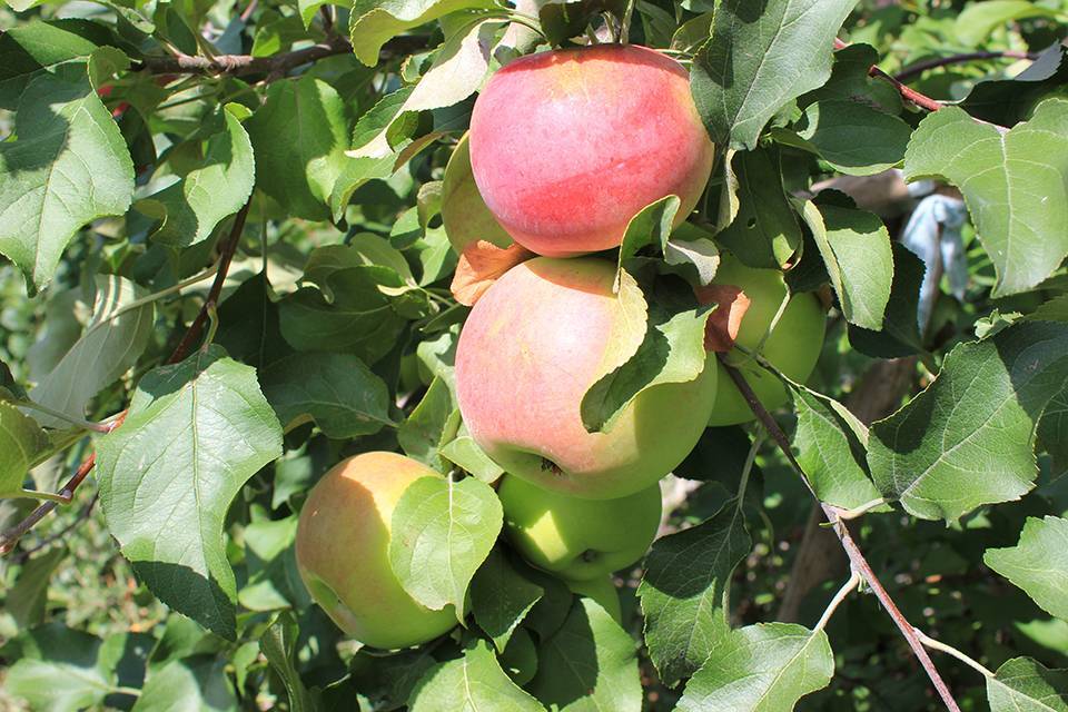 Сорт яблони уэлси – описание, фото, отзывы. особенности выращивания и ухода