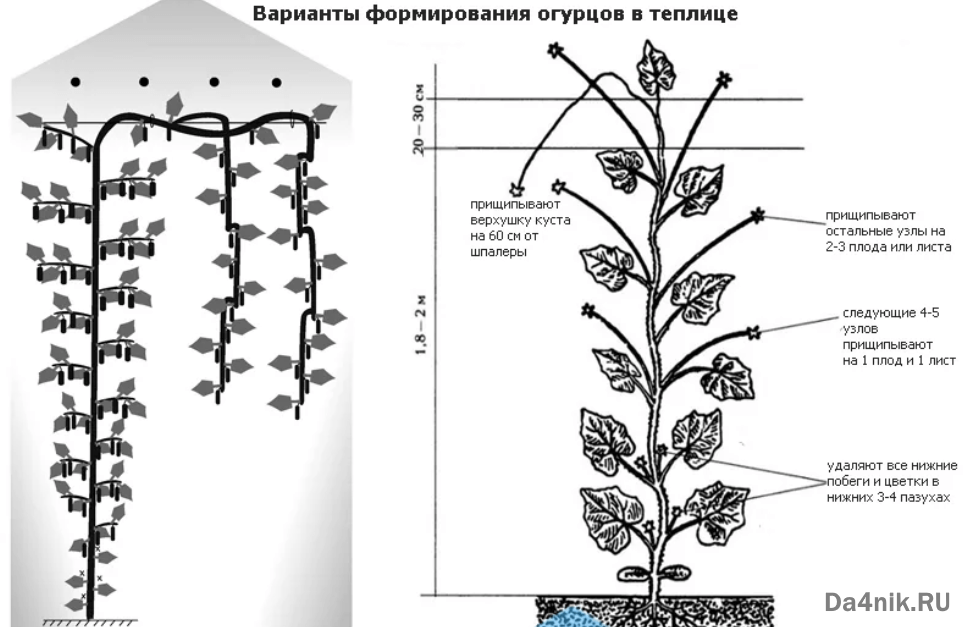 Как ухаживать за арбузами - технология выращивания :: syl.ru