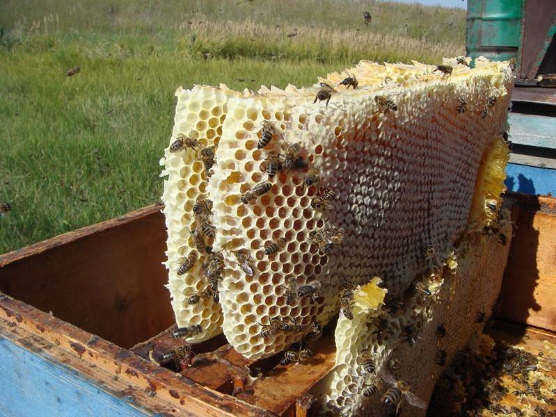 Разведение пчел: детальный обзор и основные правила разведения в домашних условиях. лучшие способы разведения пчел