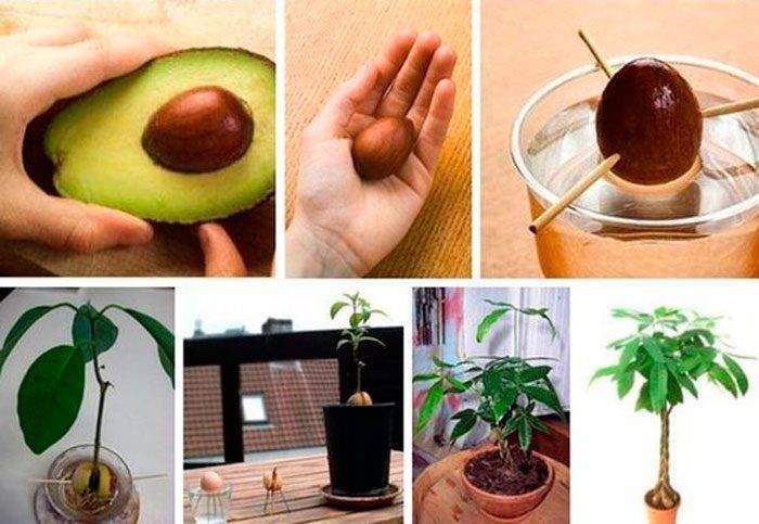Как вырастить авокадо в домашних условиях ???? (9 рекомендаций)