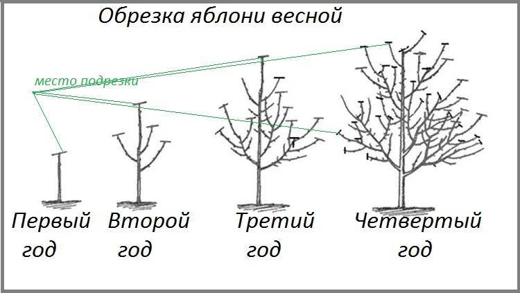 Схема роста яблони