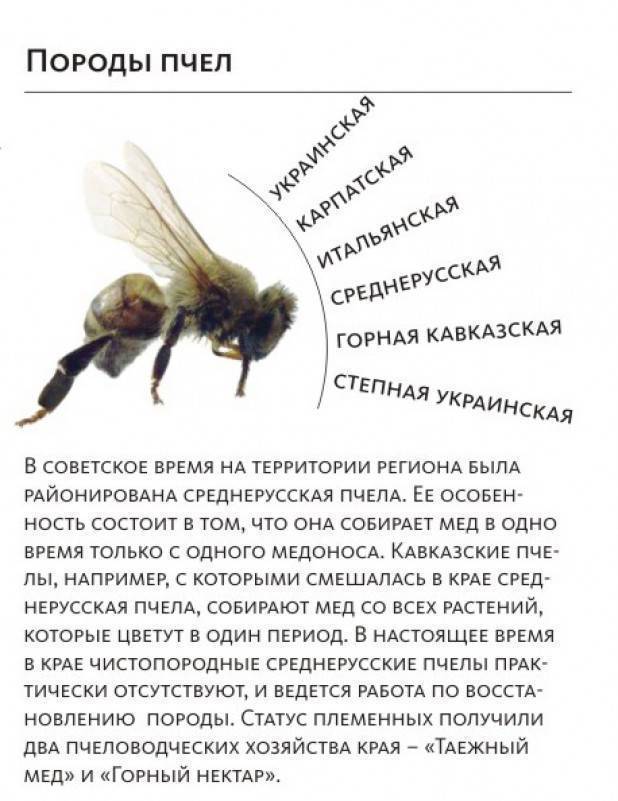 Породы пчел с фото и описанием