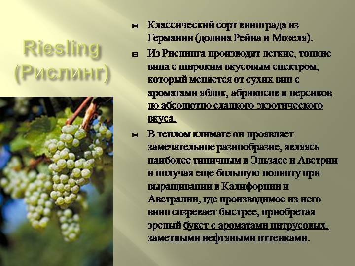 Виноград рислинг. описание, фото, отзывы.