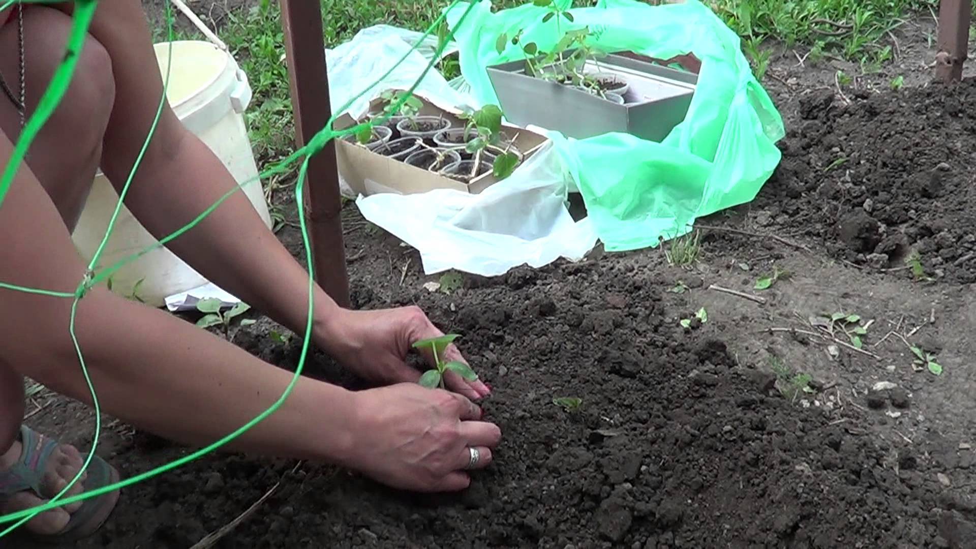 Как вырастить огурцы в открытом грунте
