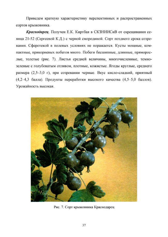 Крыжовник черномор: описание сорта, фото, отзывы, посадка и уход, выращивание