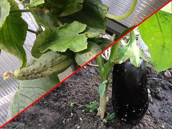Можно ли сажать баклажаны в одной теплице с огурцами, как выращивать и ухаживать