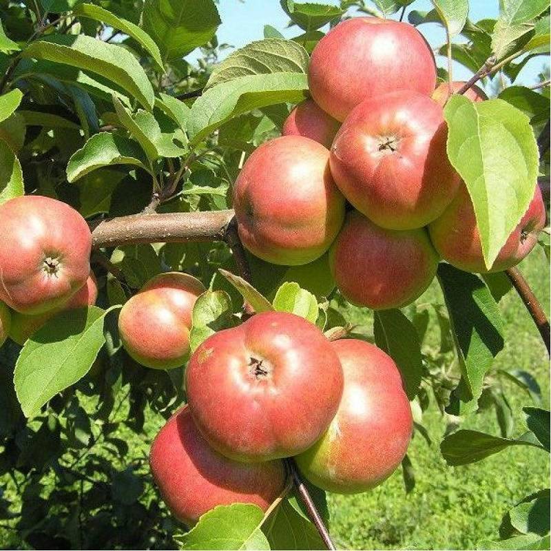 Описание сорта яблони белорусское сладкое: фото яблок, важные характеристики, урожайность с дерева