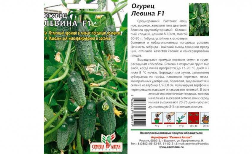 Характеристика и описание гибрида огурца маринда f1, выращивание и уход