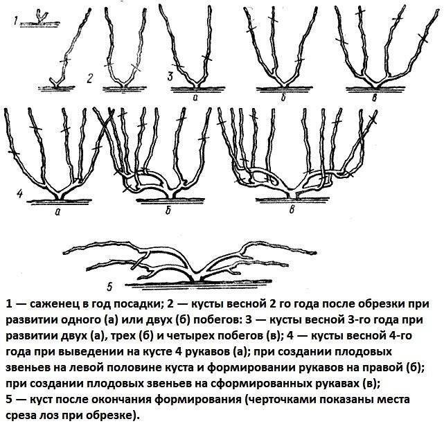 Виноград лидия: описание сорта и фото - обрезка и размножение