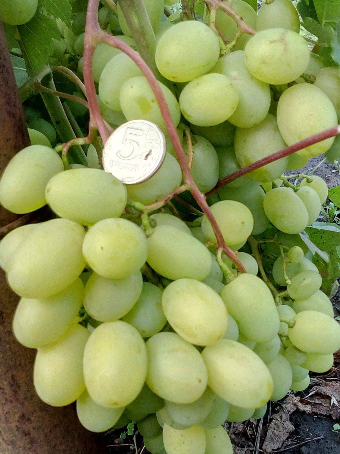 Описание винограда сорта Галахад, правила посадки и ухода