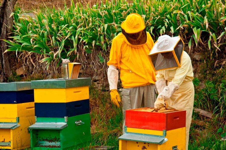 Пчёлы осенью: как обработать, подкормка, почему покидают улей и как это предотвратить, видео