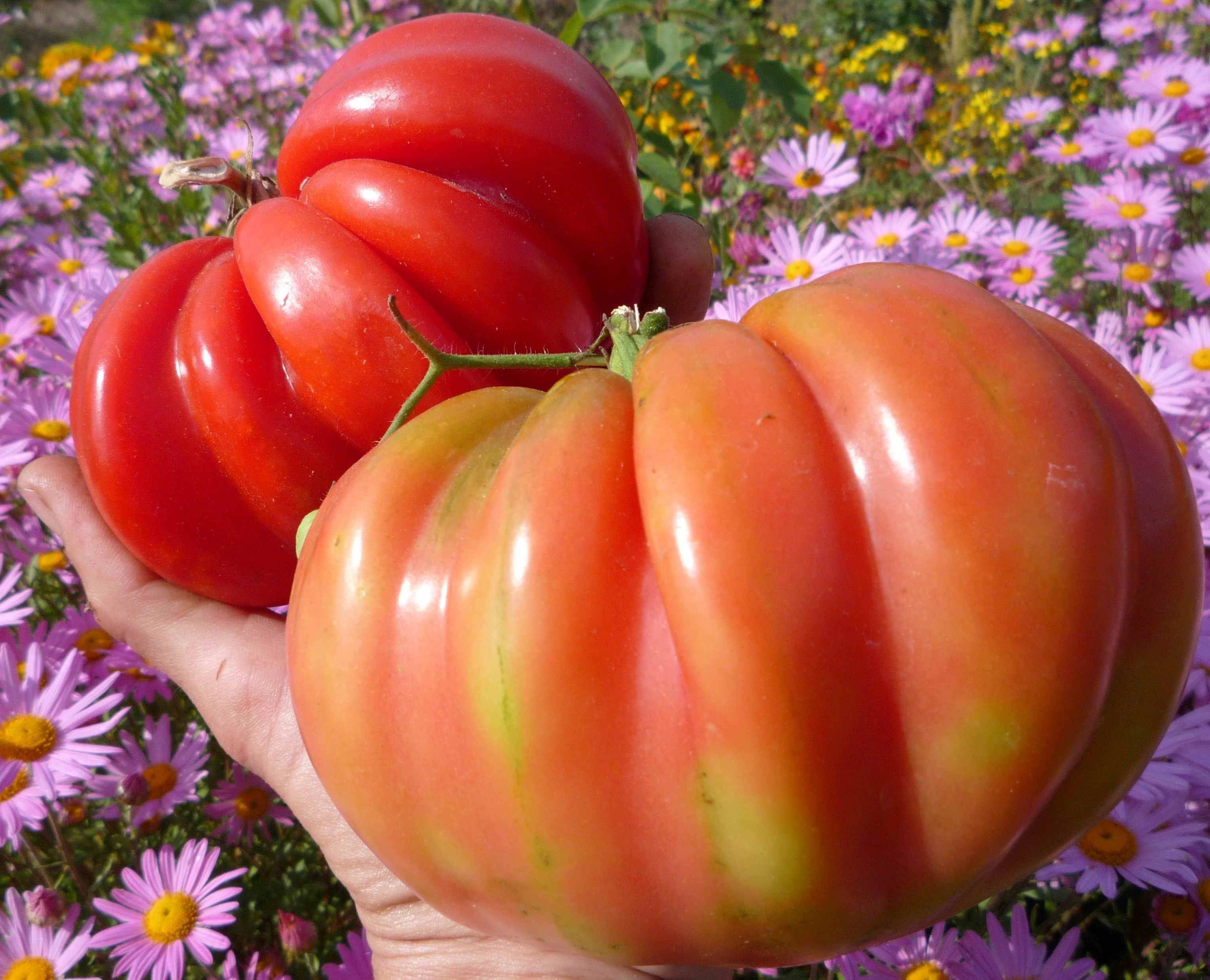 «грибное лукошко»: особенности томатов и правила их выращивания
