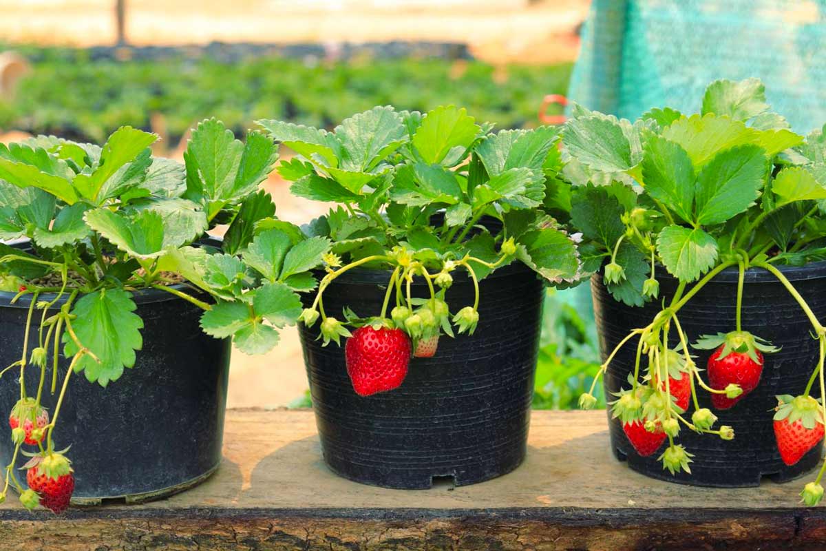 Выращивание ремонтантной земляники – урожай ягод на балконе и подоконнике