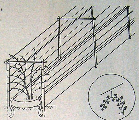 Шпалера для ежевики: как сделать опору своими руками и правила подвязки на даче