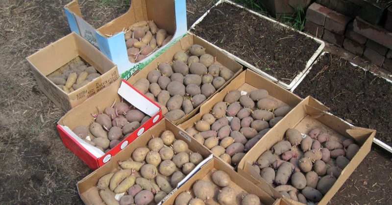 Как прорастить картофель для посадки в домашних условиях