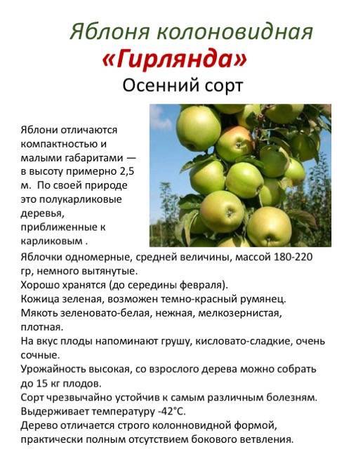 Описание и правила выращивания яблони сорта братчуд