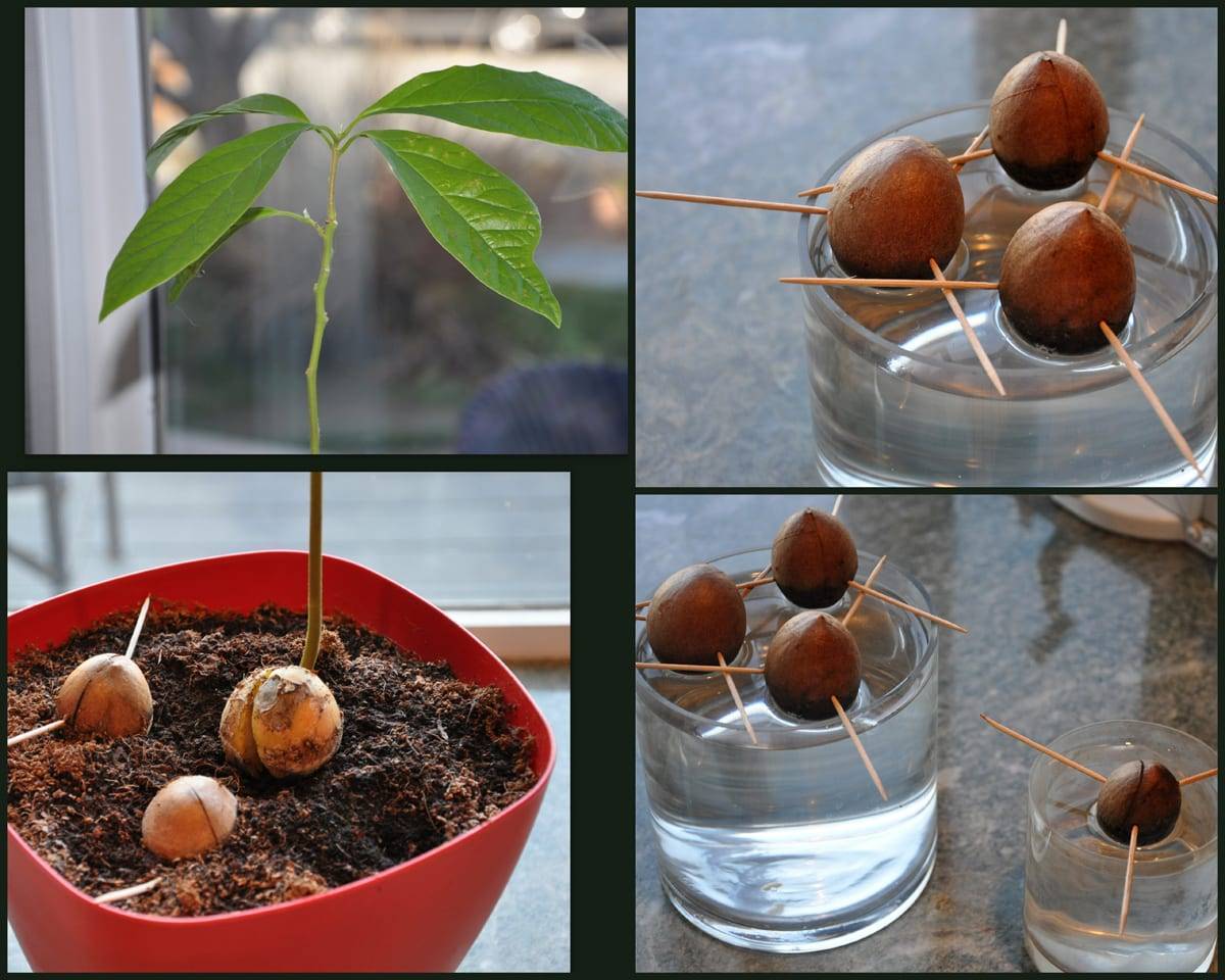 Выращивание авокадо в домашних условиях из косточки