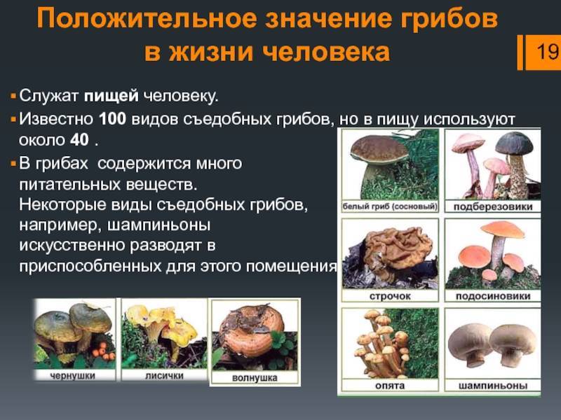 Основные правила сбора съедобных грибов в лесу: фото и видео, как правильно собирать грибы