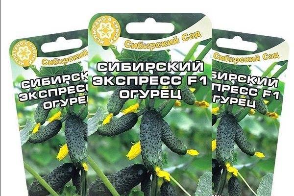 Огурцы сибирский экспресс f1: отзывы, описание сорта, выращивание и уход, устойчивость к болезням