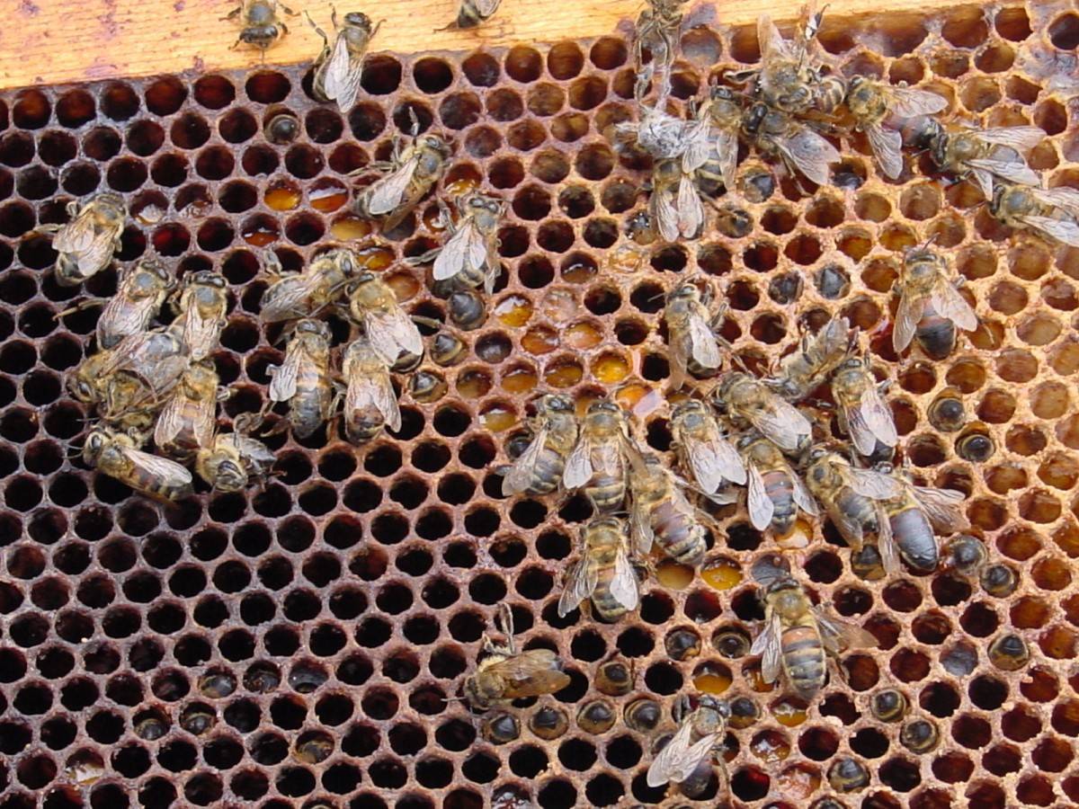 Нозематоз пчел: что это, симптомы, лечение, профилактика