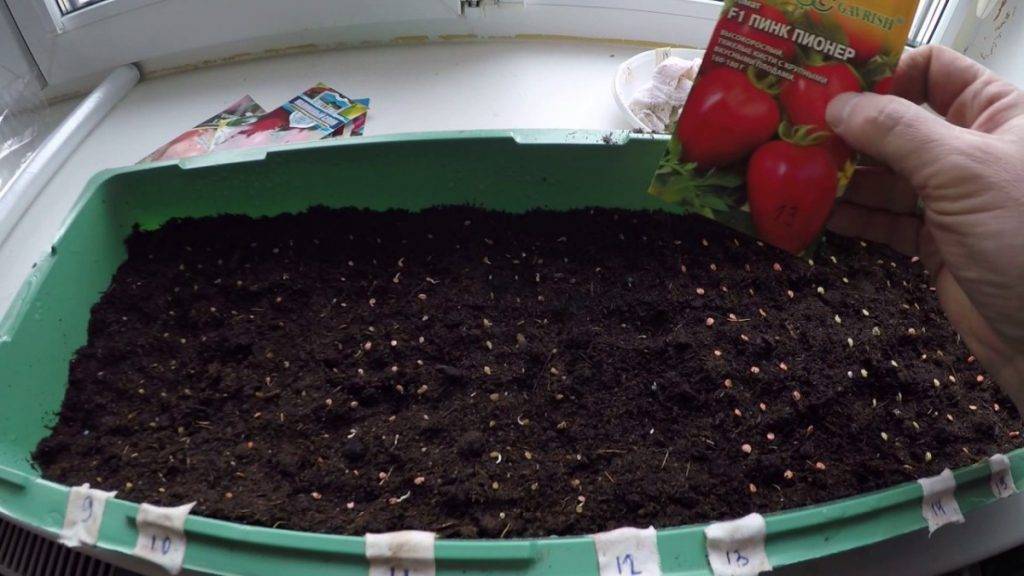 Когда сеять помидоры на рассаду и в теплицу в 2021 году: сроки посадки