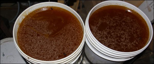Каштановый мед: полезные свойства и противопоказания | мёд