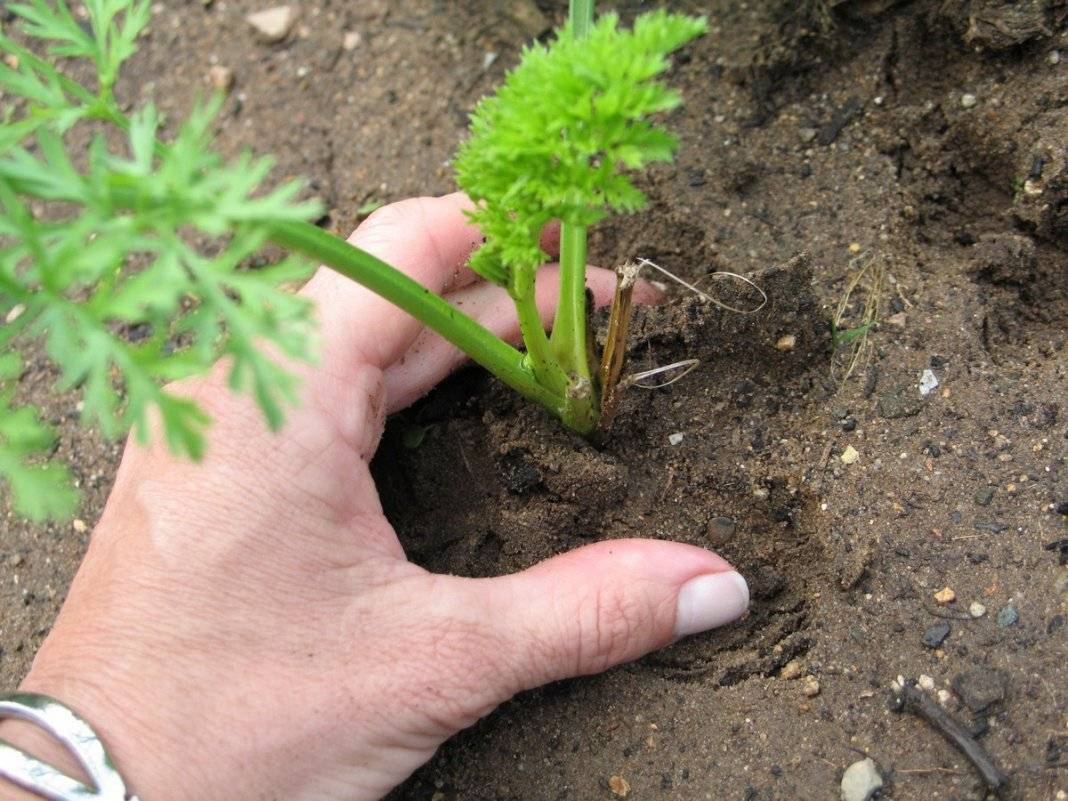 Как посадить морковь чтобы не прореживать: 4 лучших способа | — как лучше сажать морковь чтобы не прореживать — про огород