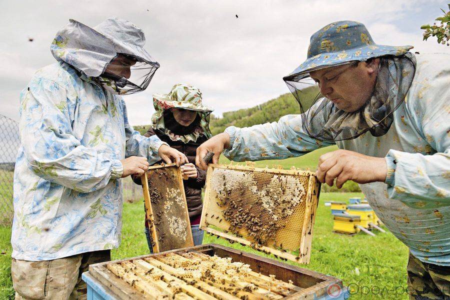 Больше 200 кг мёда за сезон с улья на стационарной пасеке это возможно. карника f1 на южном урале.. ivan_bogdanov 14:19 hd