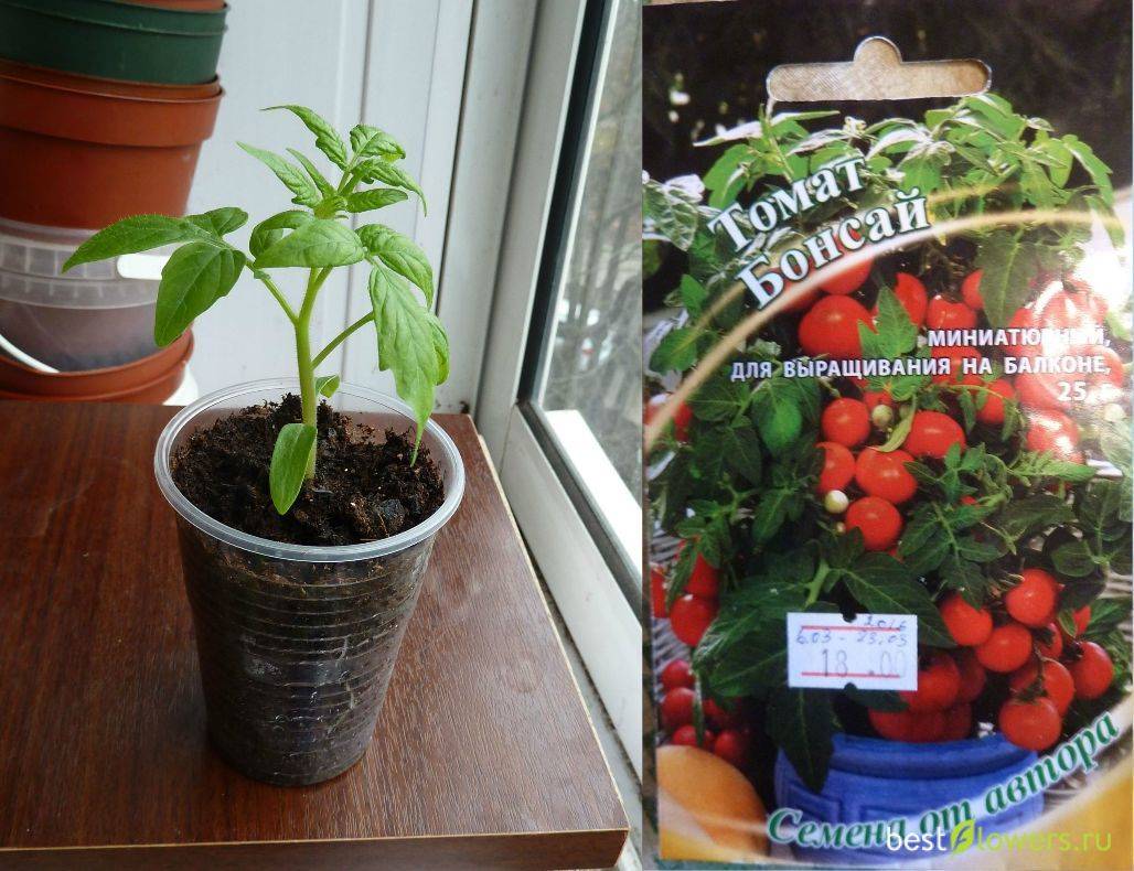 ᐉ помидоры черри - выращивание в домашних условиях на подоконнике и балконе