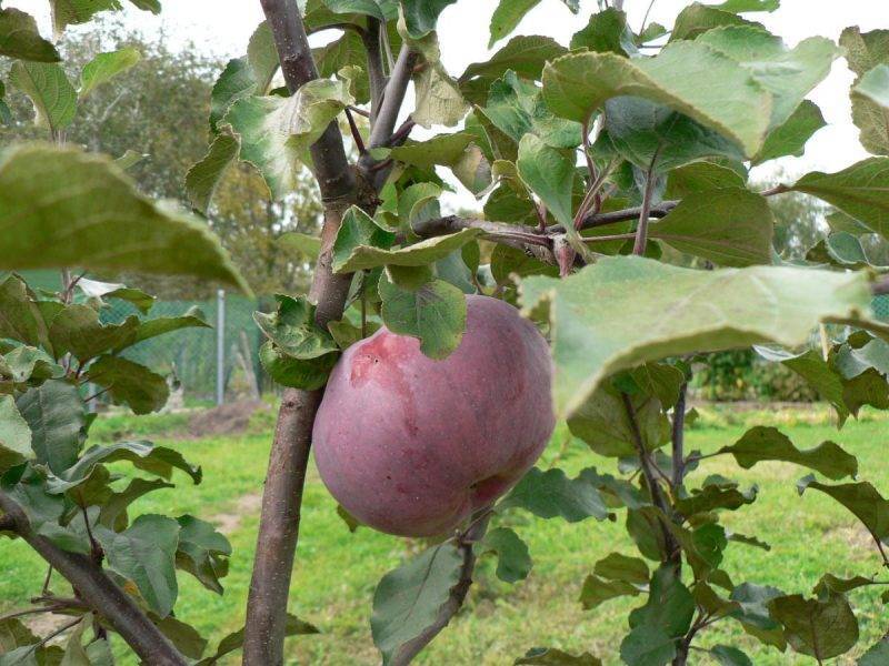 Яблоня медуница: описание сорта, посадка