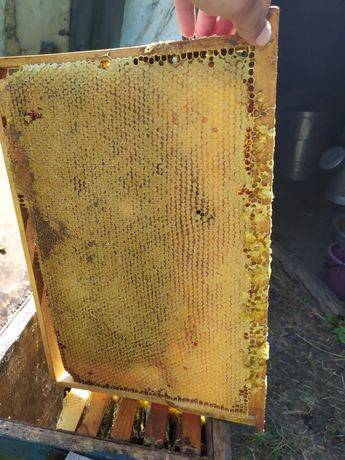 Лечебные свойства забруса, польза и вред. как принимать пчелиный забрус