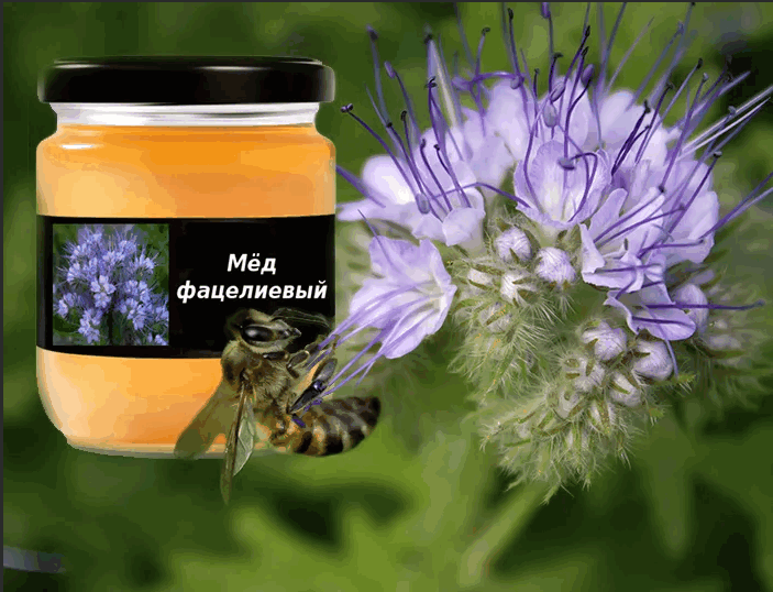 Васильковый мёд: описание. полезные свойства. рецепты - медовый сундучок