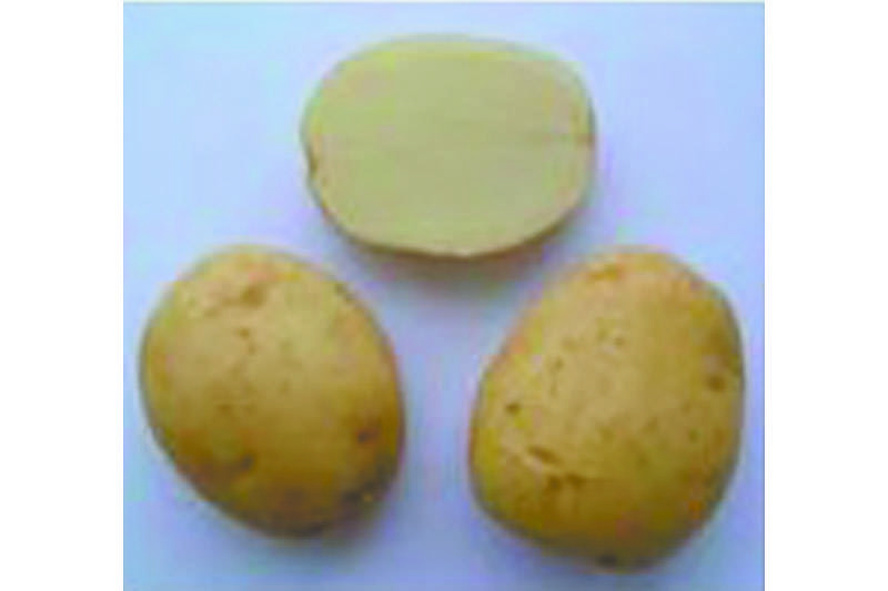 Описание и характеристика картофеля сорта Рогнеда, посадка и уход