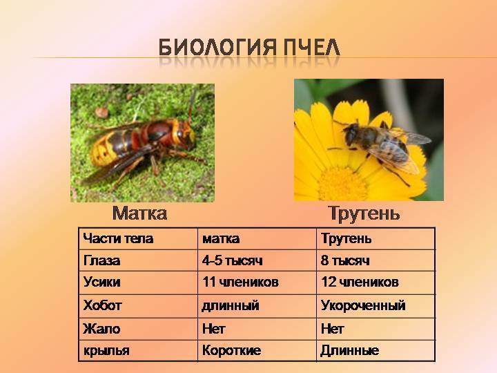 Кто входит в состав семьи медоносных пчел. Строение пчелиной семьи трутень. Строение трутня пчелы. Биология медоносной пчелы. Характеристика медоносной пчелы.
