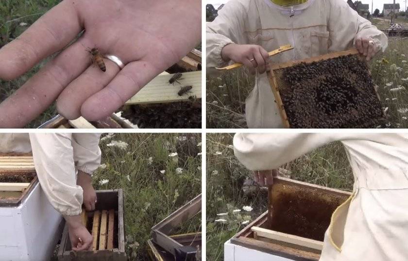 Как сделать отводок пчел самым простым способом: советы