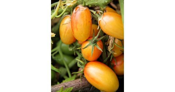 Cорт, урожаям которого позавидуют соседи — томат стыдливый румянец: подробное описание помидоров