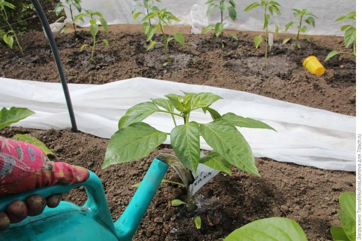 Выращивание перца в теплице: из поликарбоната посадка и уход формирование куста