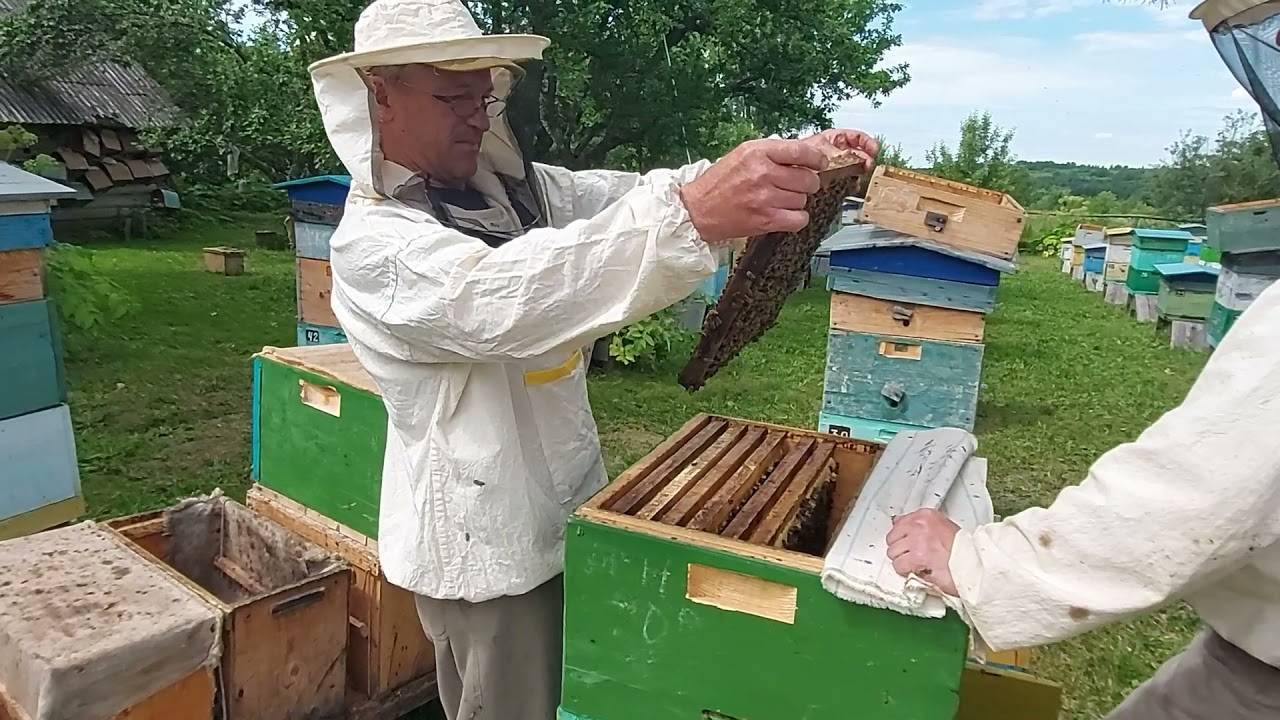 Продукции пчеловодства: технологии и примеры