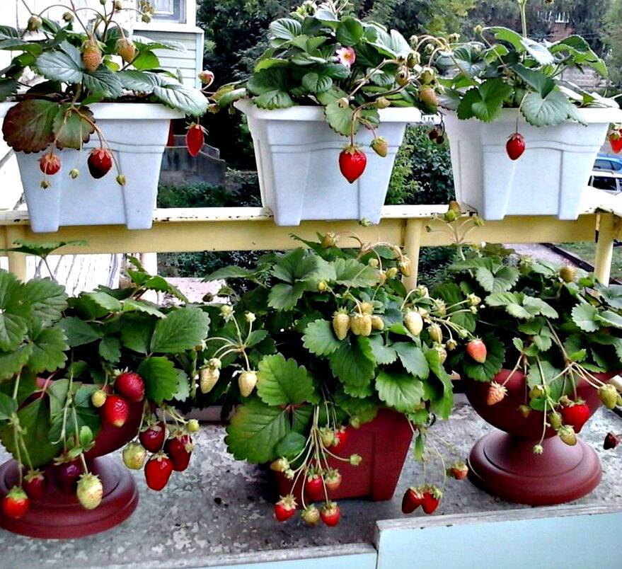 Выращивание домашней клубники: лакомимся сочной ягодой круглый год