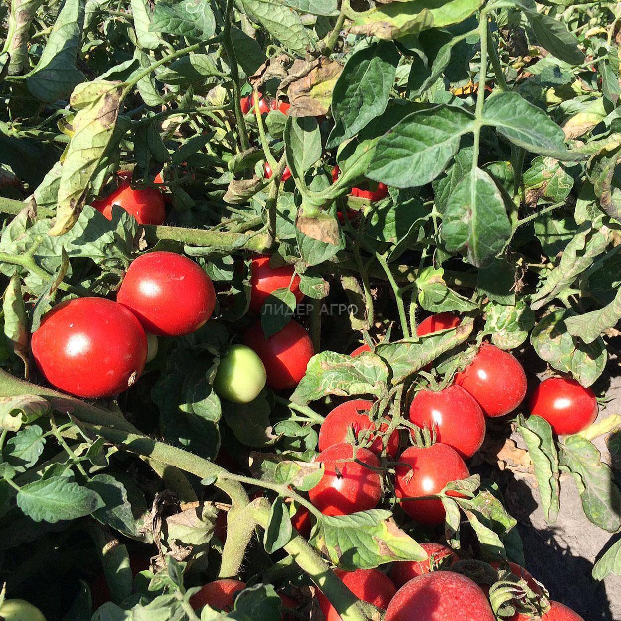 Описание томата Солероссо F1 и особенности ультраранних помидоров