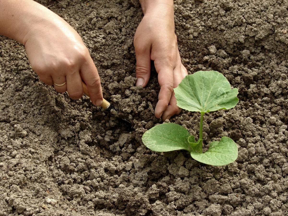 Как сажать репу семенами в открытый грунт – как все подготовить и сделать правильно, чтобы семена точно взошли