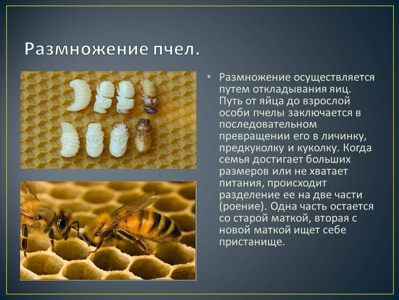 Как предотвратить роение пчел: классификация методов борьбы с роением пчел,противороевые методы, как избежать, как остановить,как вывести пчел из роевого состояния