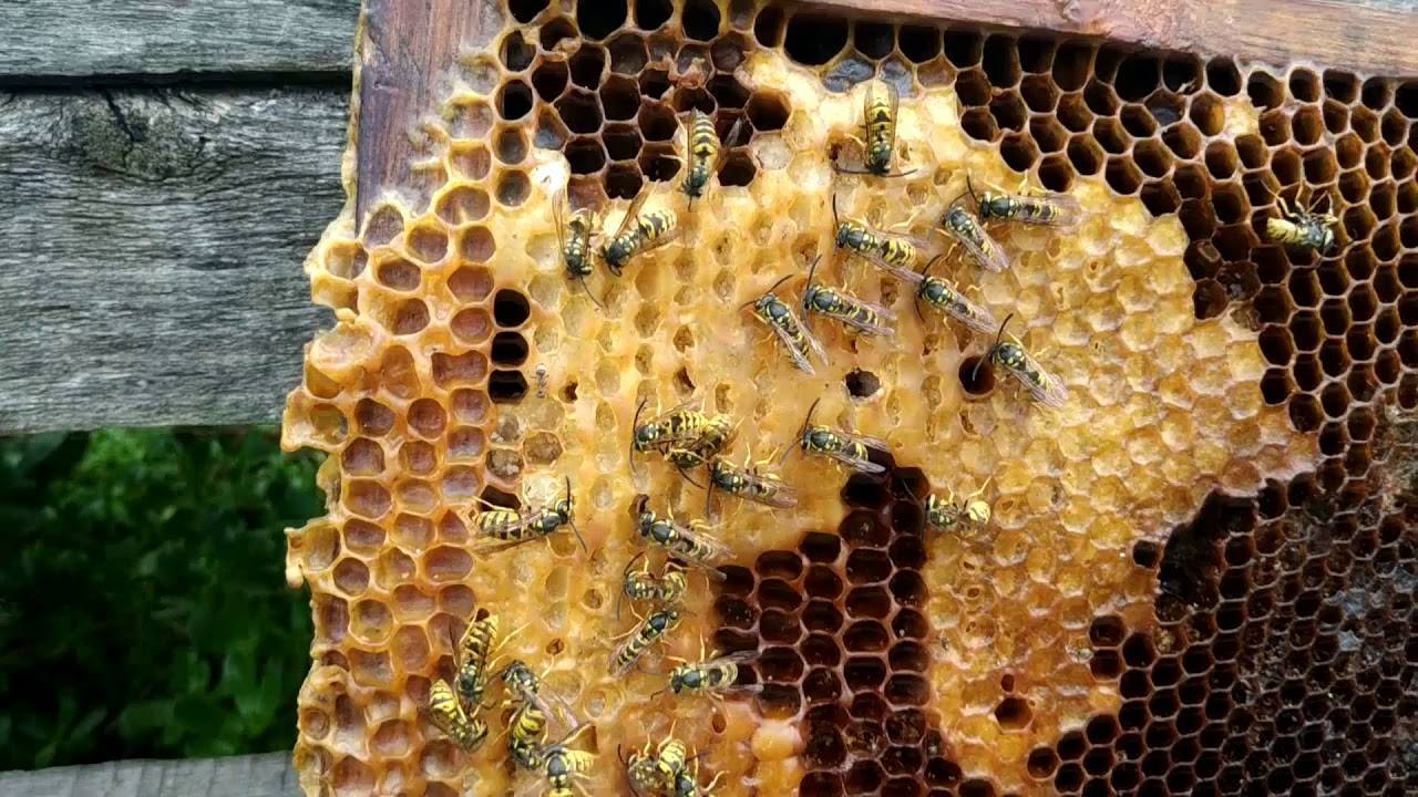 Воровство пчел: как бороться, что делать, фото и видео