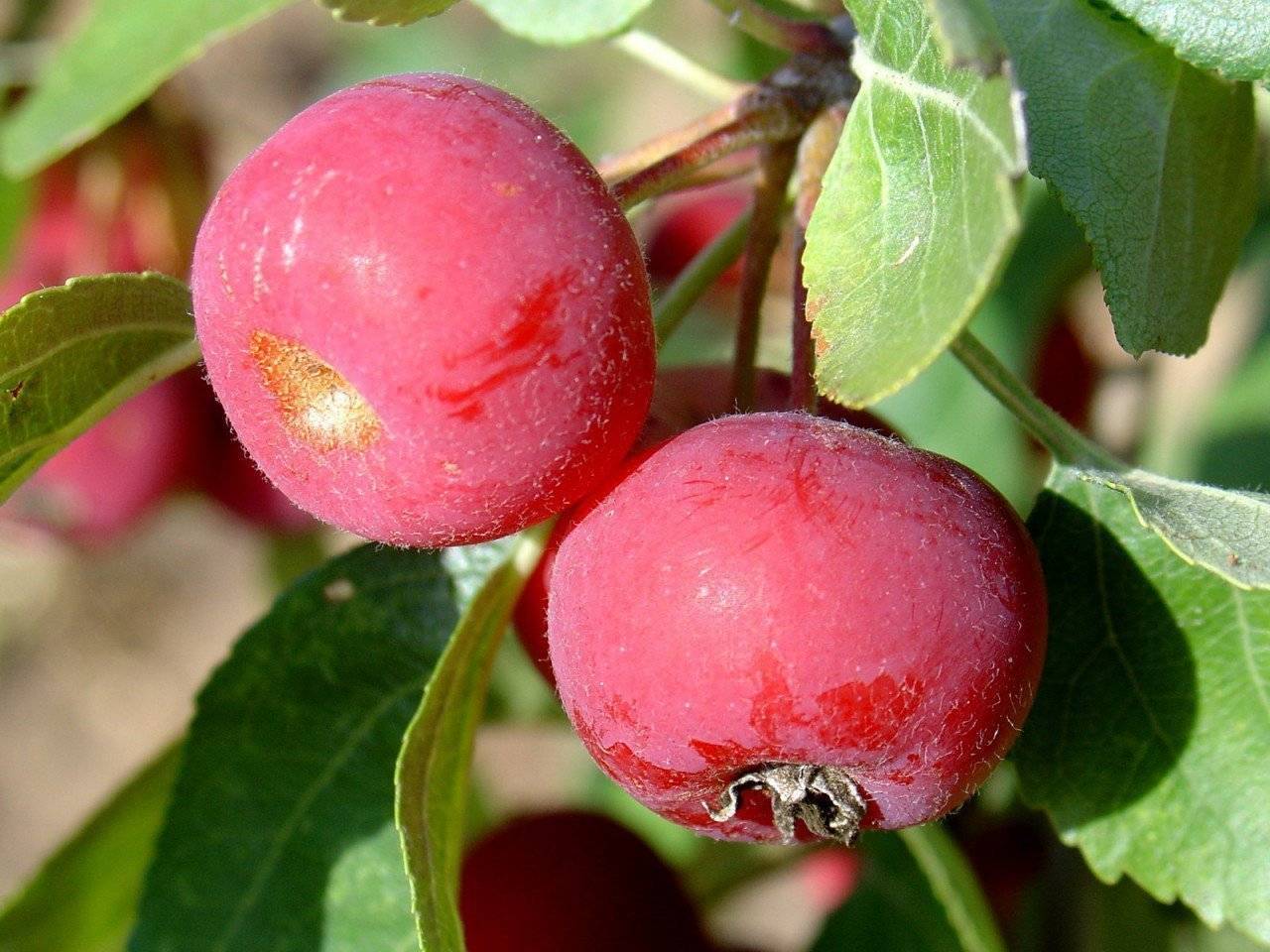 Яблоки ранетки: описание сорта, 13 лучших видов, как выглядят и когда созревают, посадка и уход