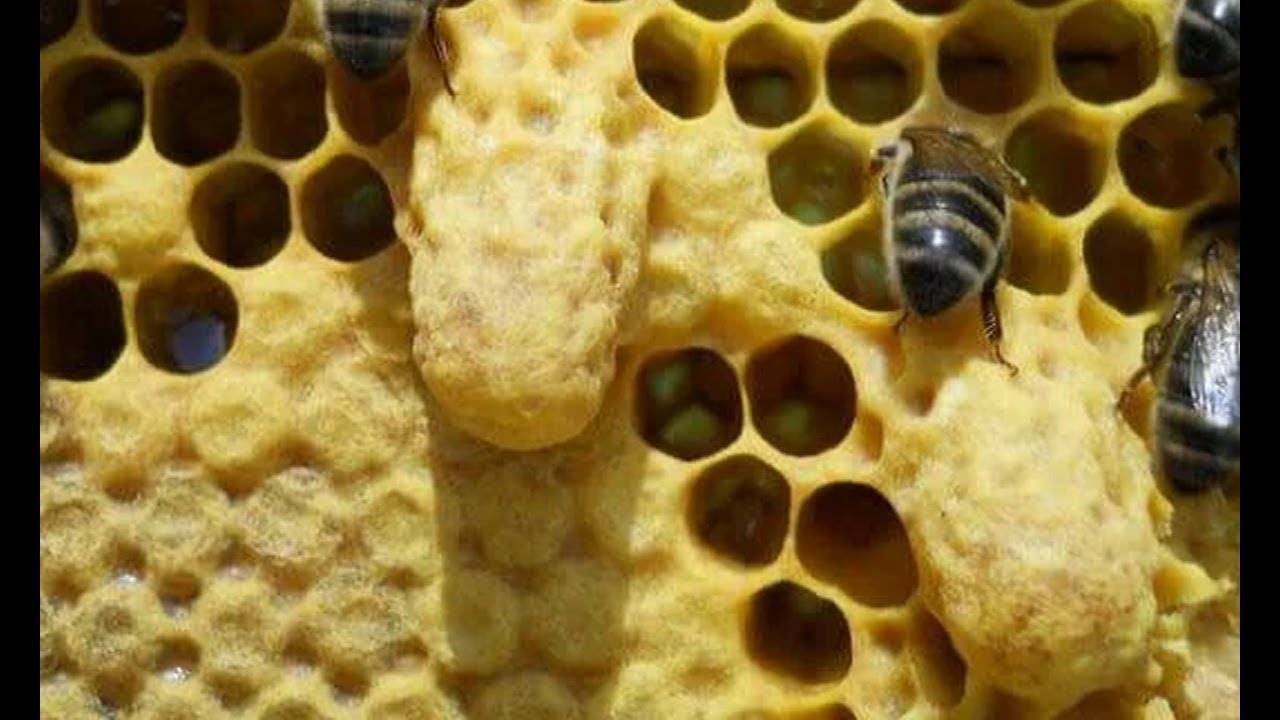 Жизнь нашей пасеки или практическое пчеловодство: как достигнуть тихой смены маток в пчелосемьях?