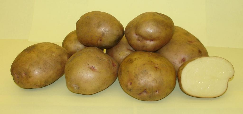 Что собой представляет сорт картофеля жуковский ранний?